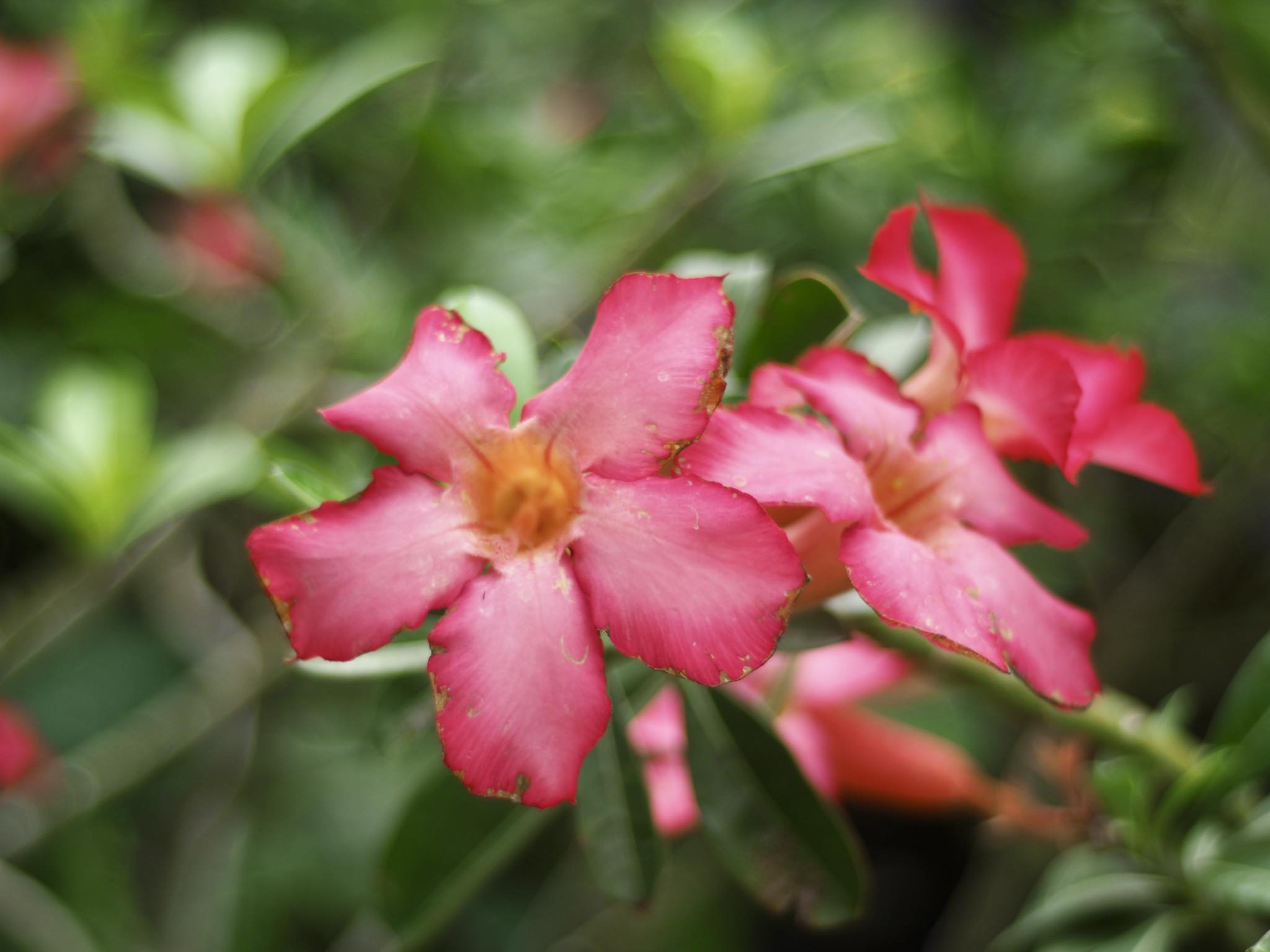 CANON LENS FL 35MM.F2.5 FL MOUNT