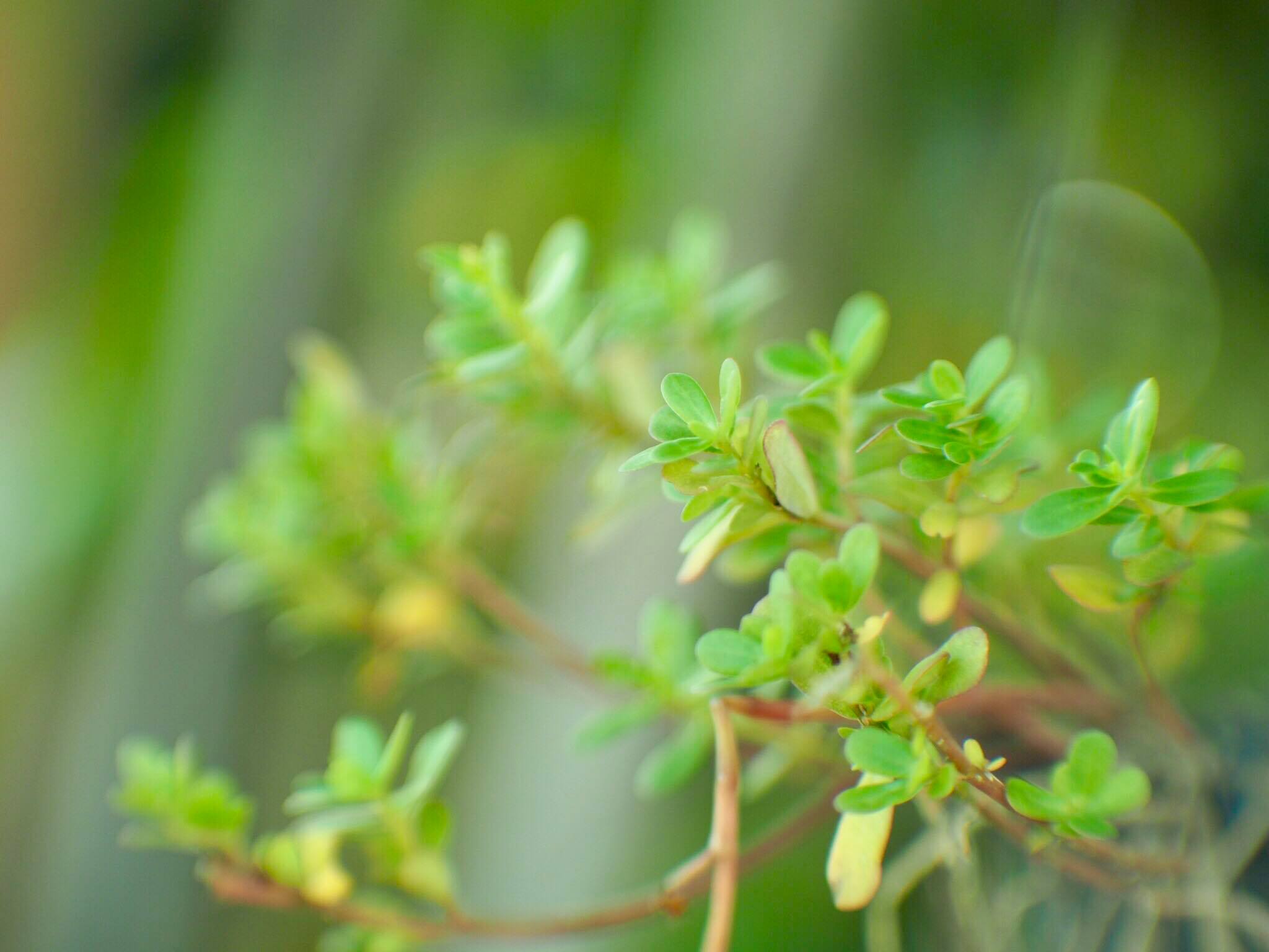 16KP-50MM.F1.2 MODIFLY M4/3 MOUNT