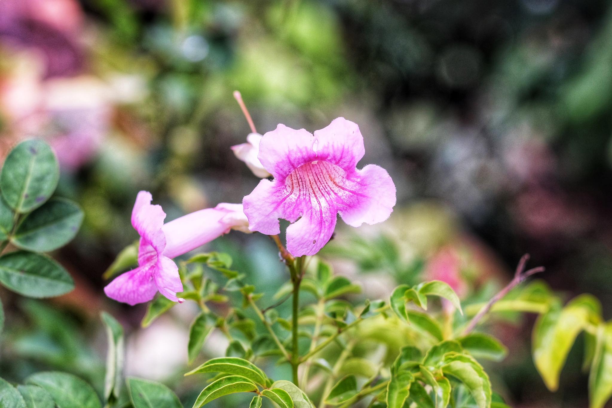 KONISHIROKU HEXAR 75MM.F4.5 MODIFIED M42 MOUNT