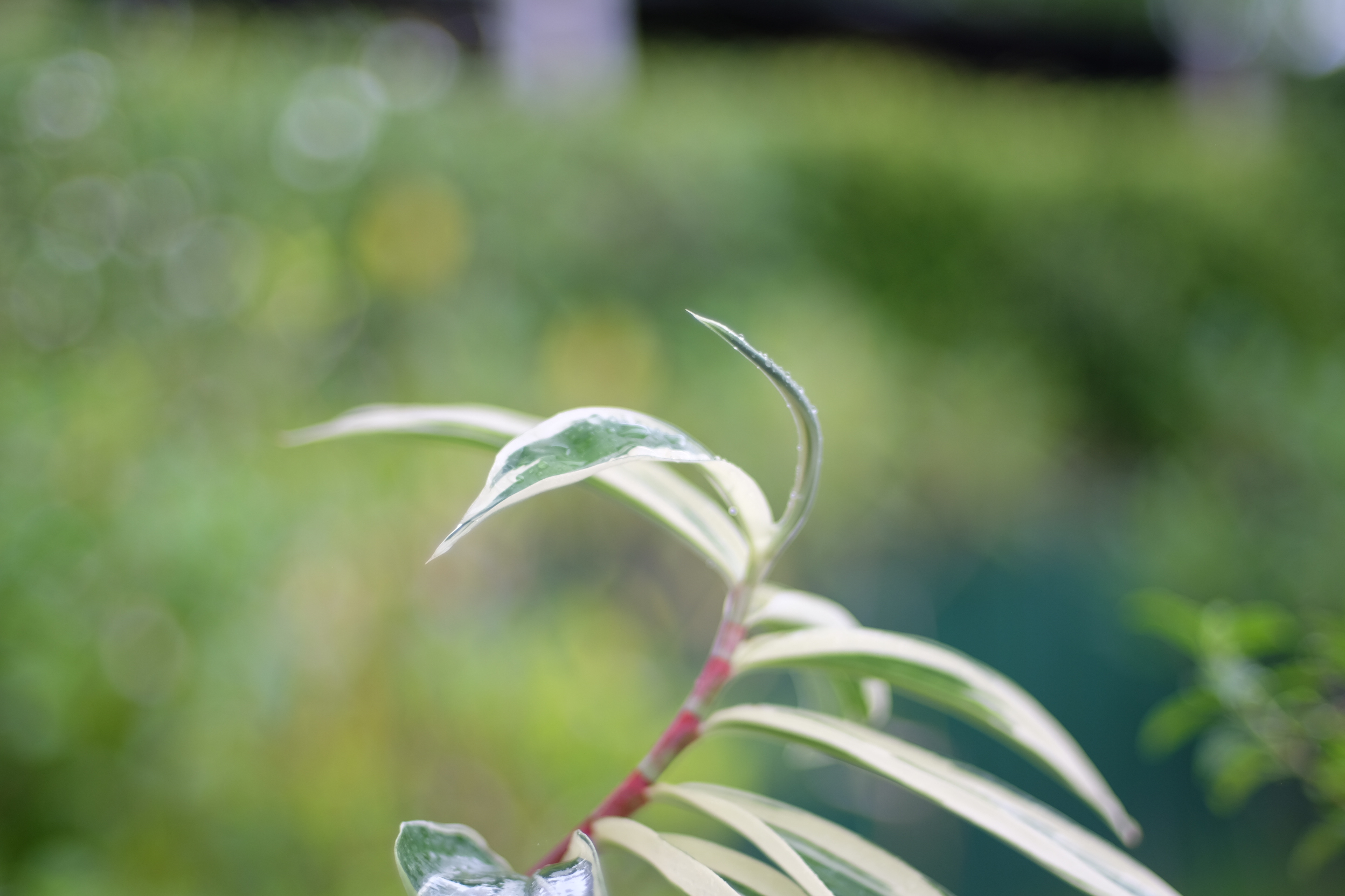 NIKON AF NIKKOR 50MM.F1.4D AIS MOUNT