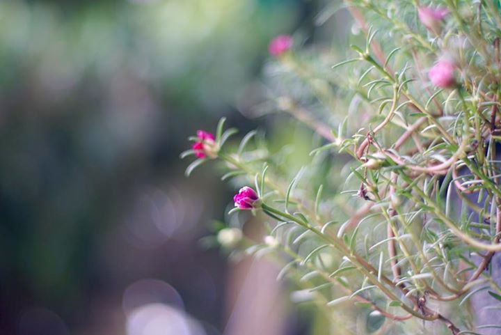 SMC PENTAX 50MM.F1.4 PK MOUNT