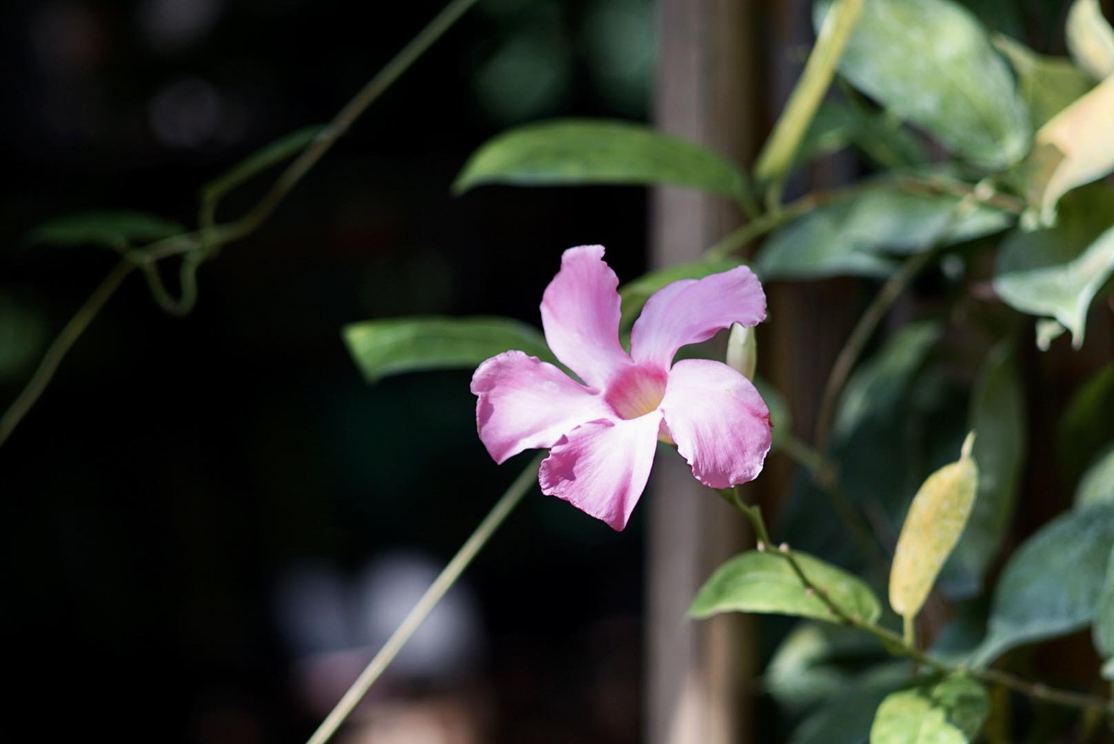 SUPER-TAKUMAR 135MM.F3.5 M42 MOUNT