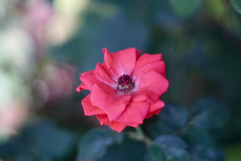 Super Takumar 55mm. F1.8 M42 mount