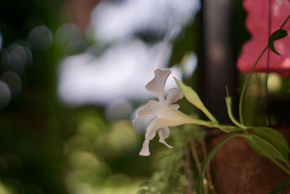 Super Takumar 55mm. F1.8 M42 mount