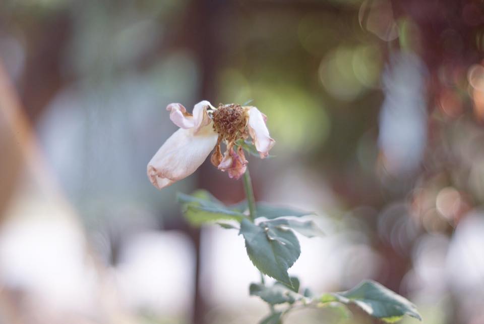Auto Takumar 55mm. F1.8 M42 Mount