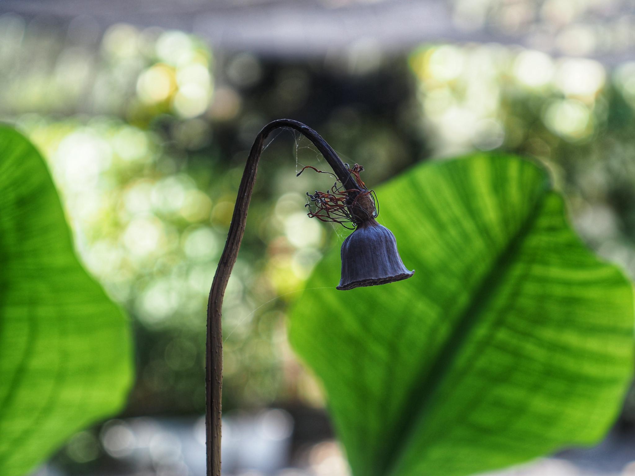 NIKON MICRO-NIKKOR 55MM.F3.5 AI MOUNT