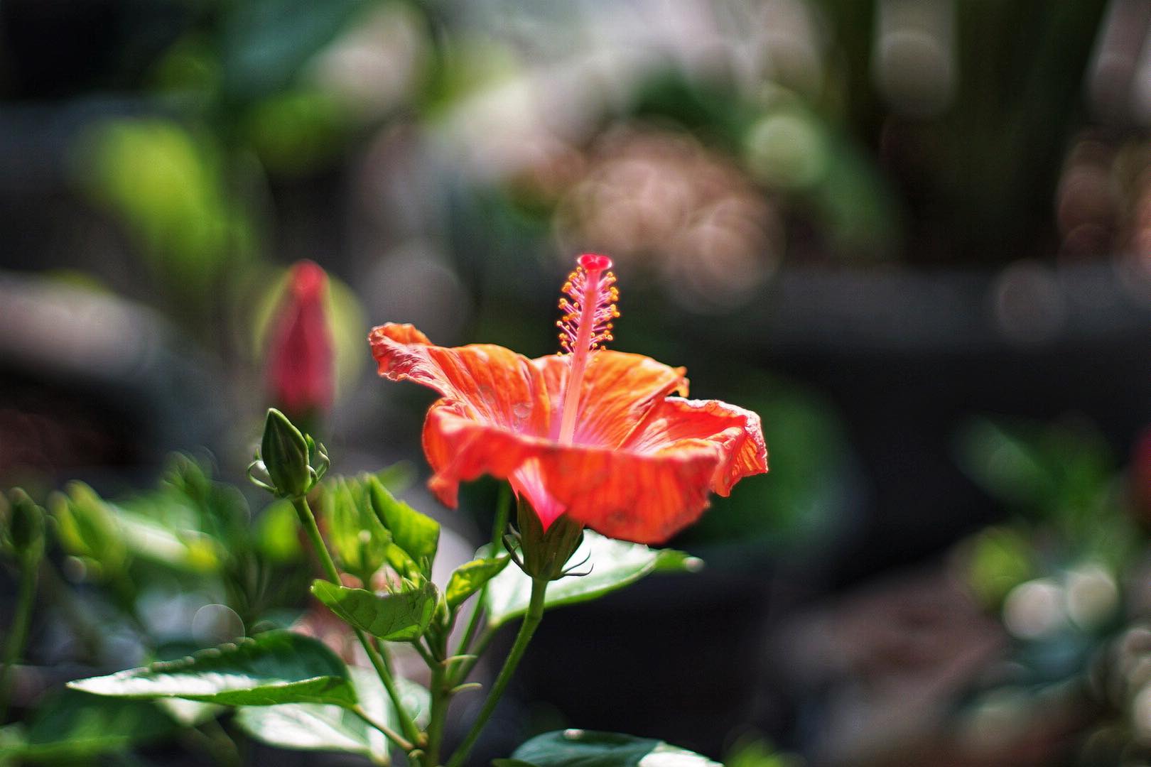 SMC TAKUMAR 50MM.F1.4 M42 MOUNT