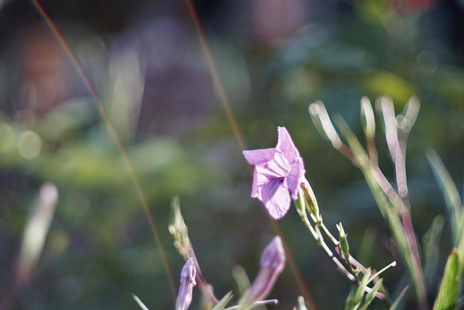 KONICA HEXANON AR 52MM. F1.8