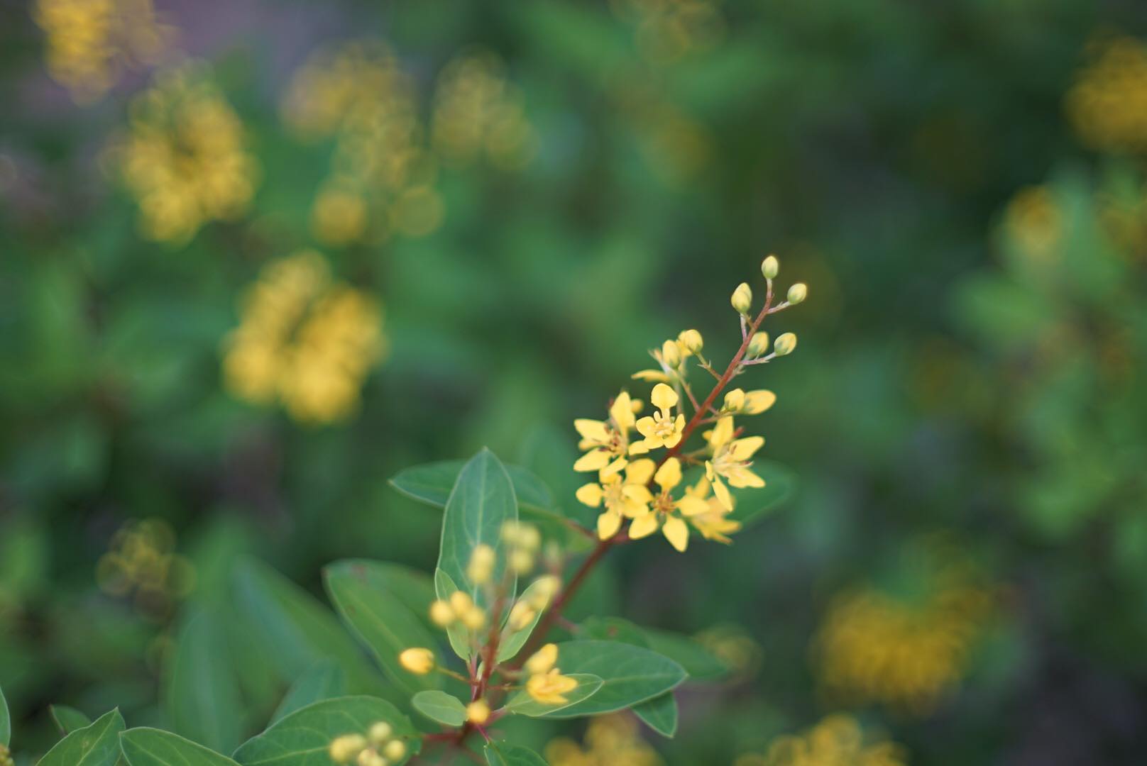 CANON LENS FL 50MM.F1.4 II