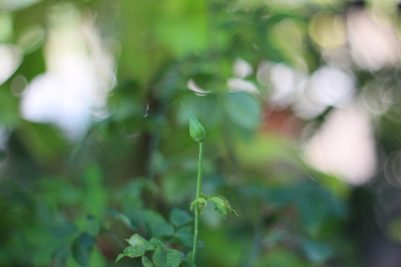 AUTO TAKUMAR 55MM.F1.8 M42 MOUNT