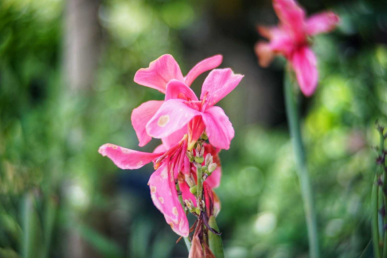 COSMICAR TELEVISION LENS 50MM.F1.4 C MOUNT