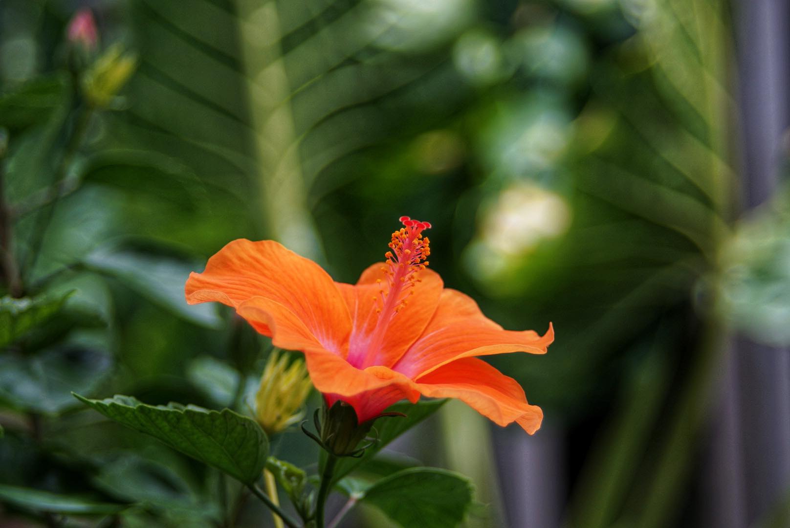 SMC PENTAX-M ZOOM 40-80MM.F2.8-4 MACRO