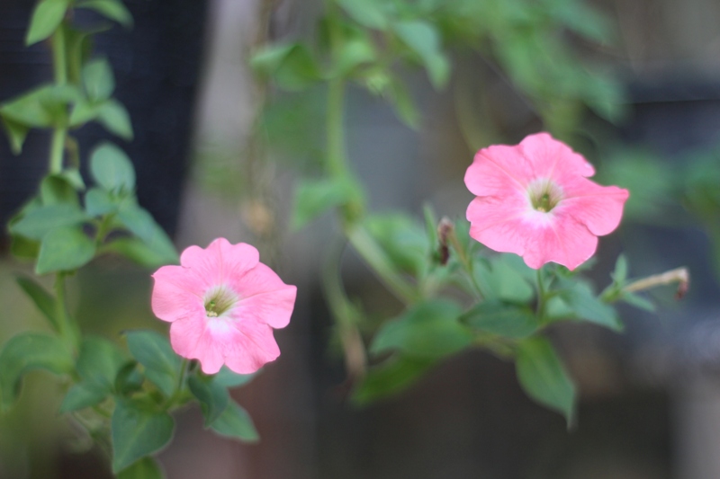 AUTO TAKUMAR 55MM.F1.8 M42 MOUNT