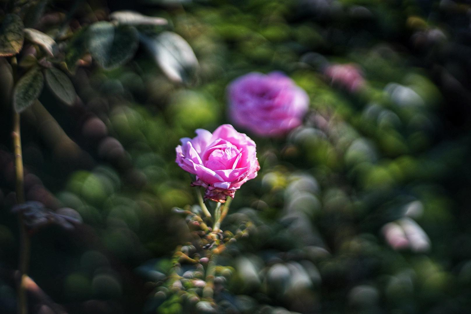 OLYMPUS OM-SYSTEM F.ZUIKO AUTO-S 50MM.F1.8 OM MOUNT