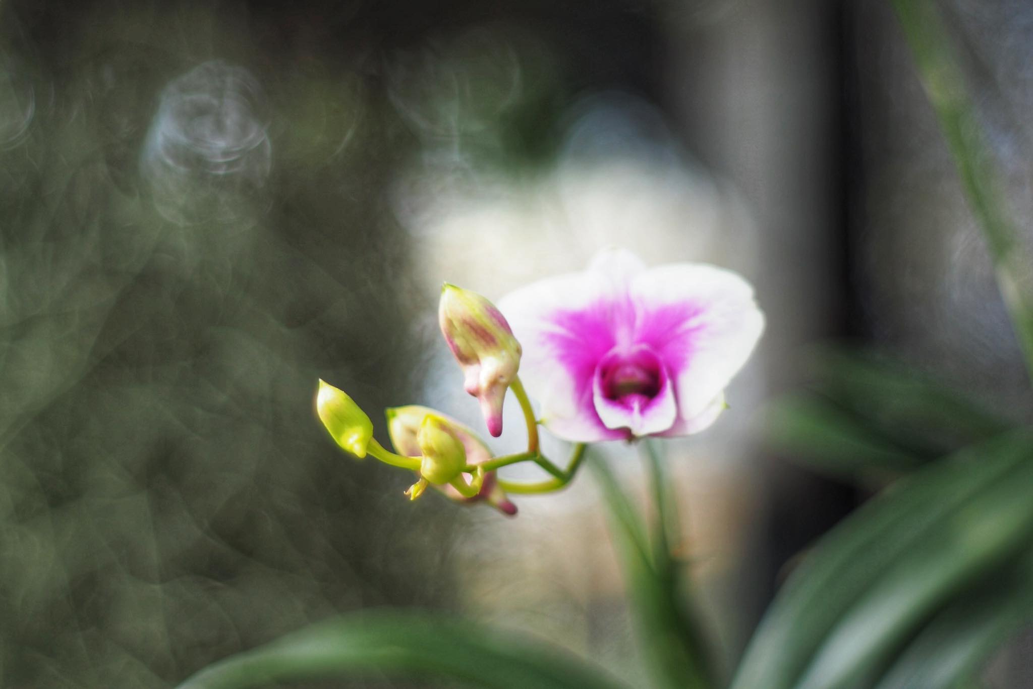 PENTACON AUTO 50MM.F1.8 MULTI COATING M42 MOUNT