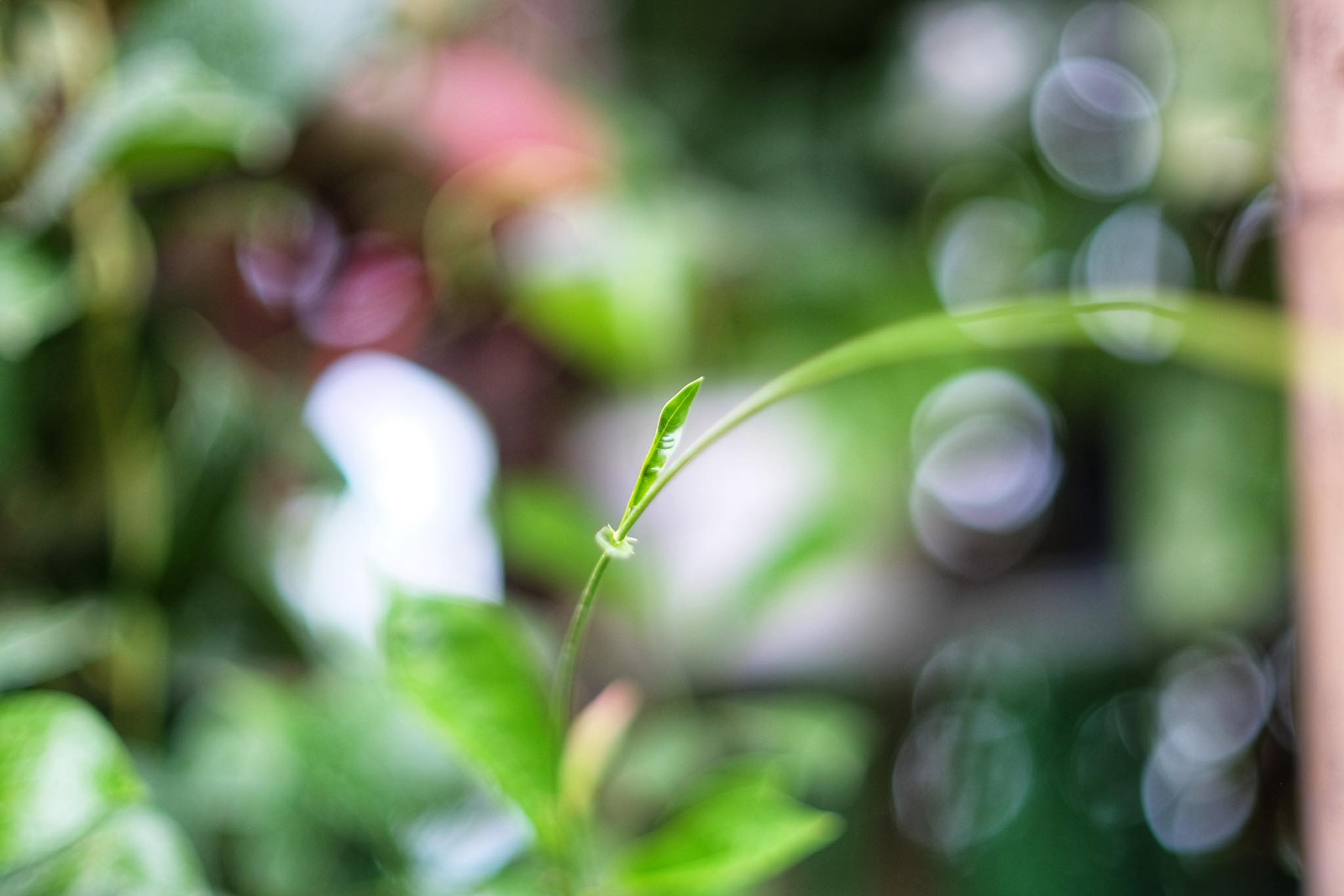 CANON LENS FL 50MM.F1.4