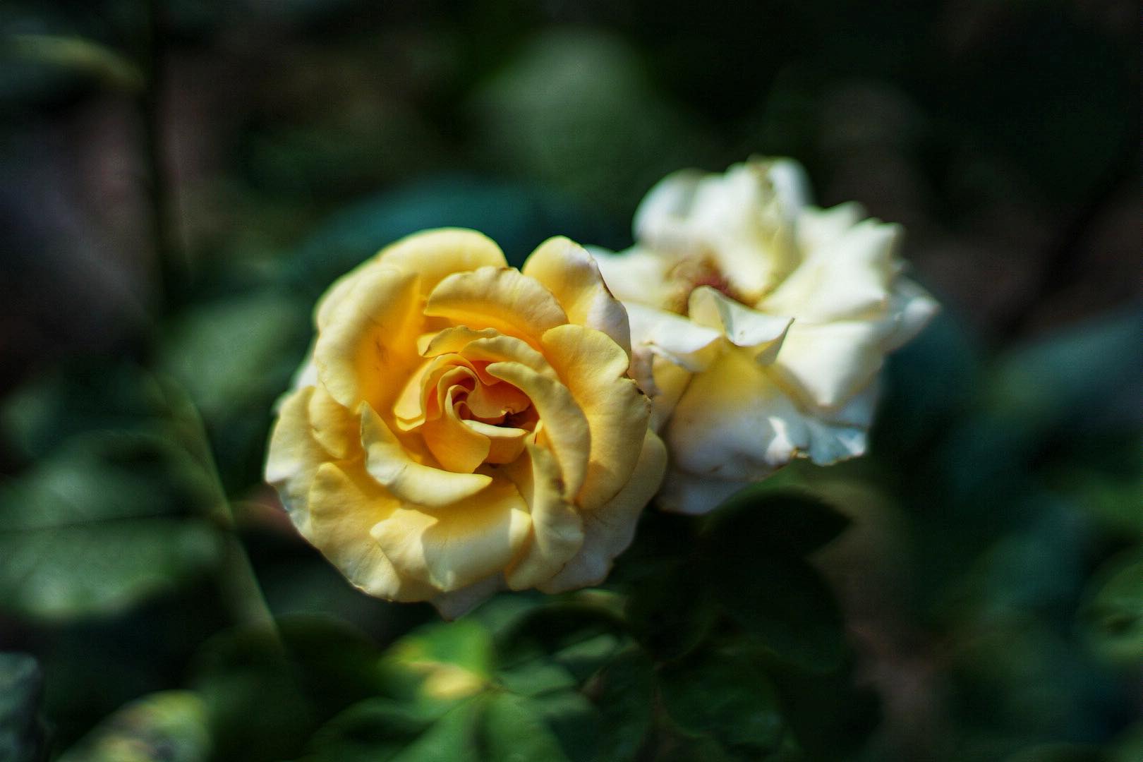 SMC TAKUMAR 50MM.F1.4 M42 MOUNT