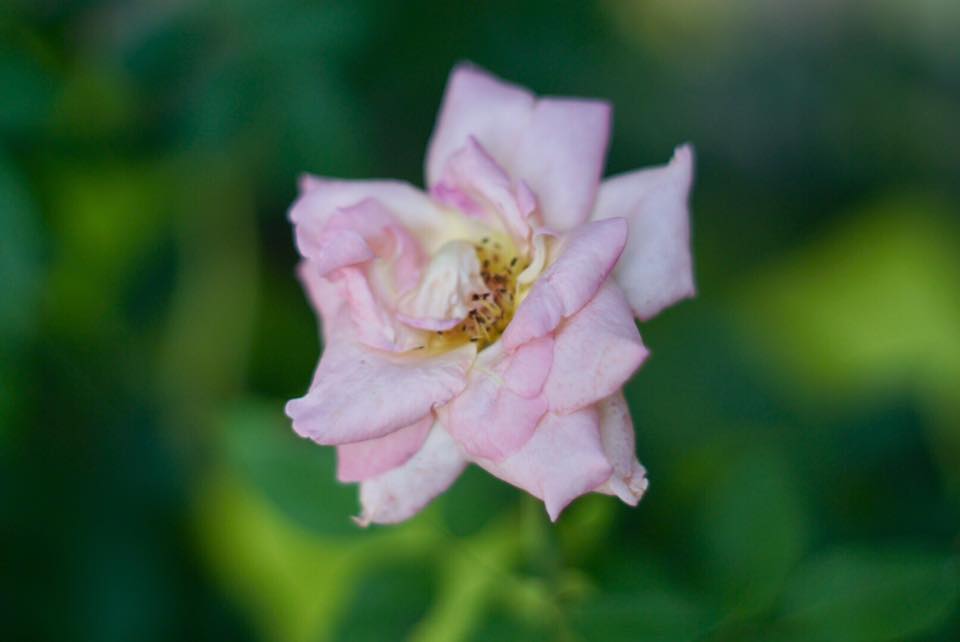 Super Takumar 55mm. F1.8 M42 mount