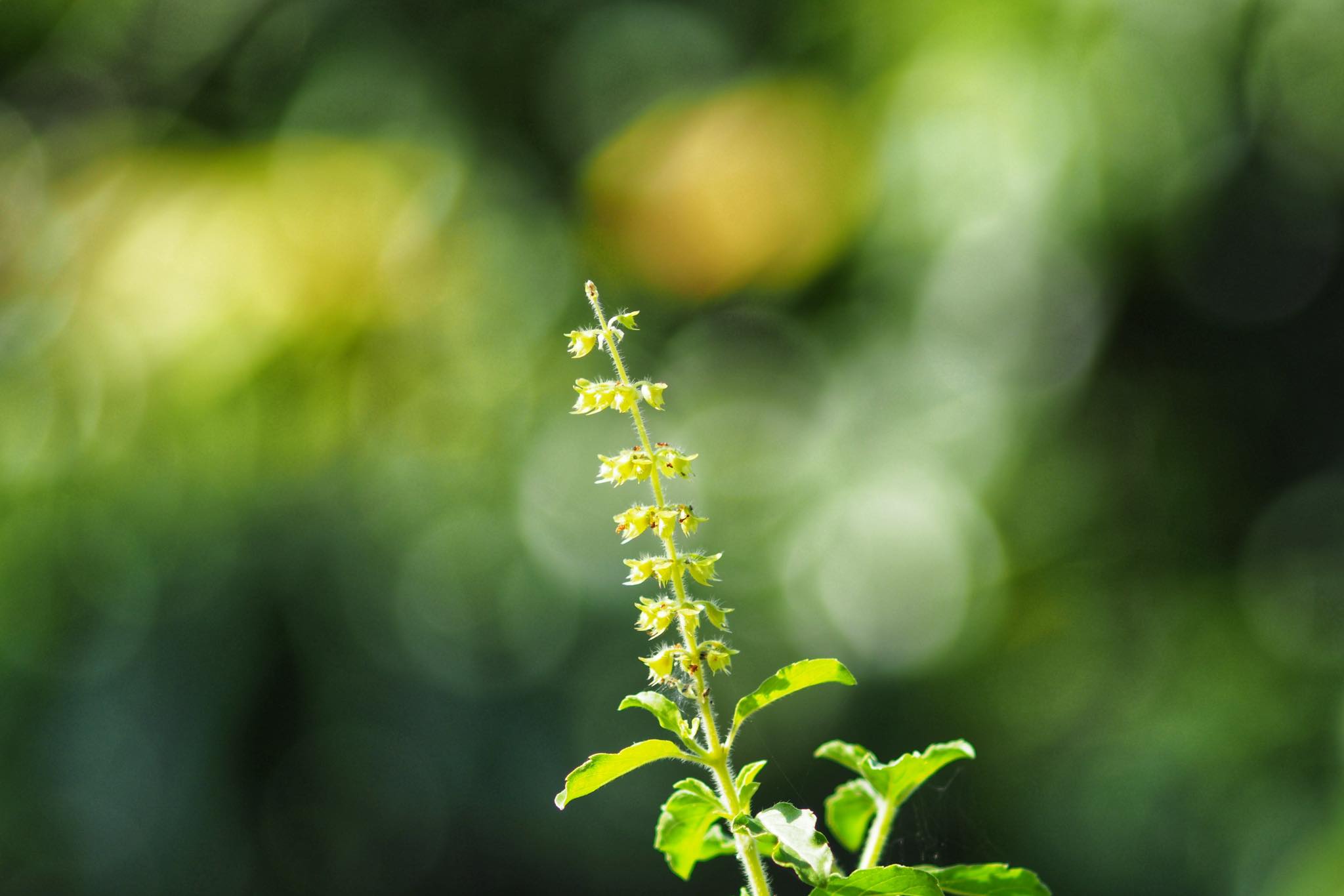 CANON LENS FD 135MM.F3.5 SC.