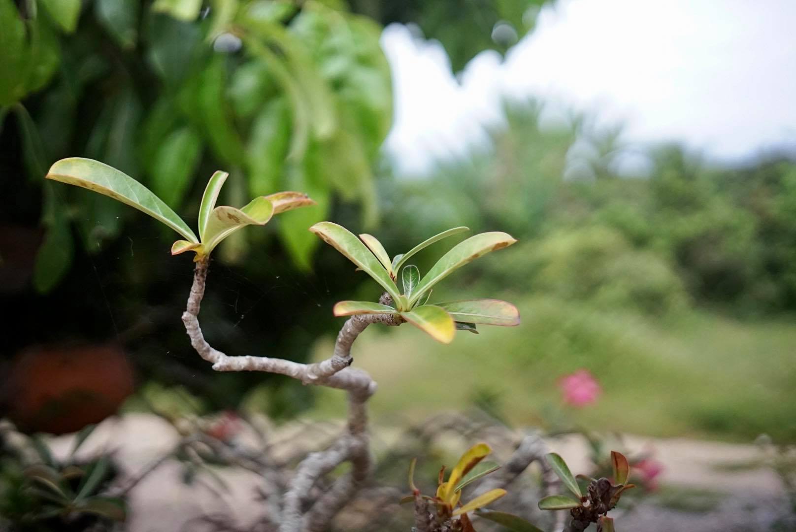 CANON LENS SH 30MM. F1.7 MODIFLY SONY E MOUNT