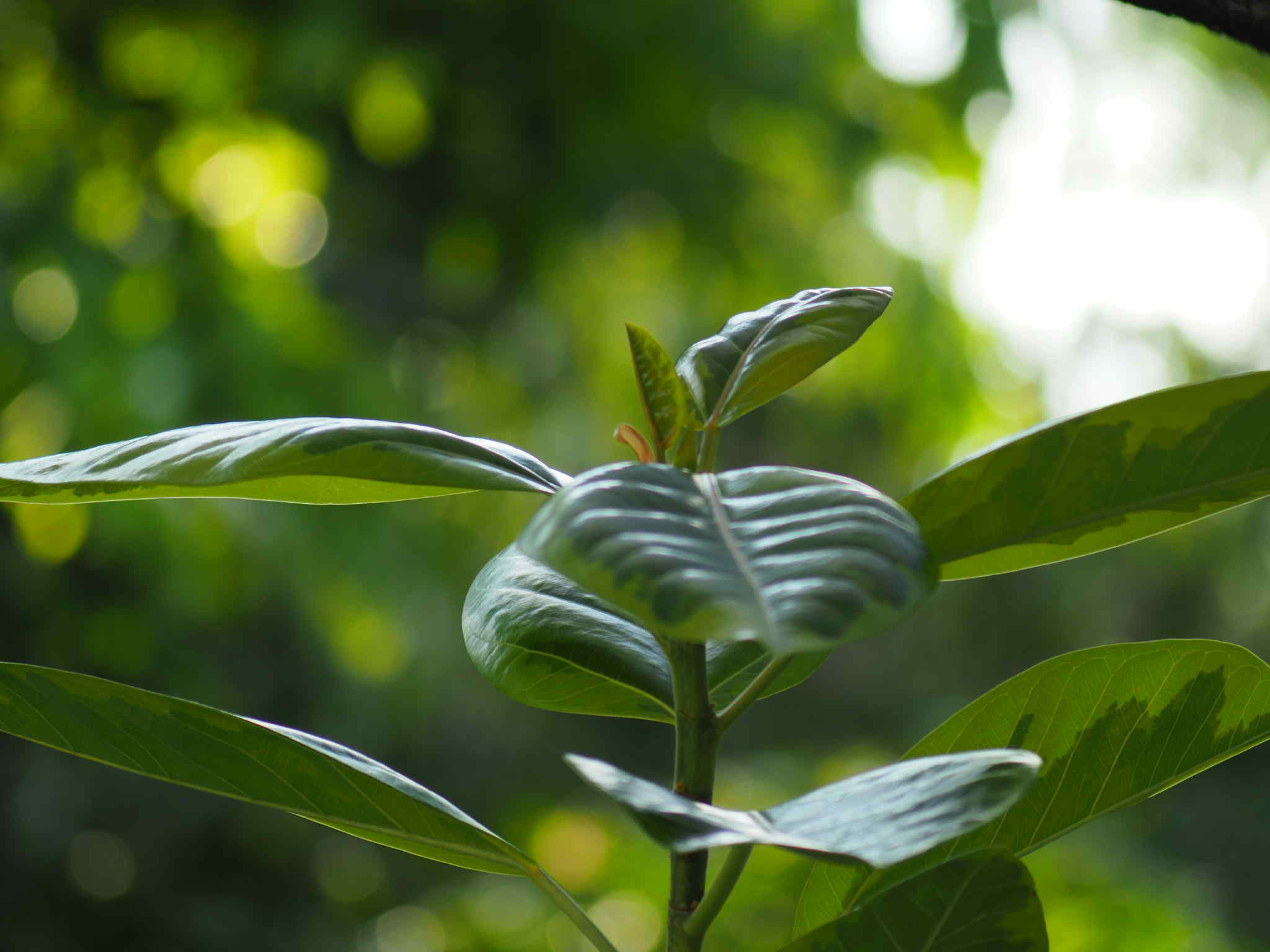 CANON ZOOM LENS FD 70-150MM.F4.5 FD MOUNT