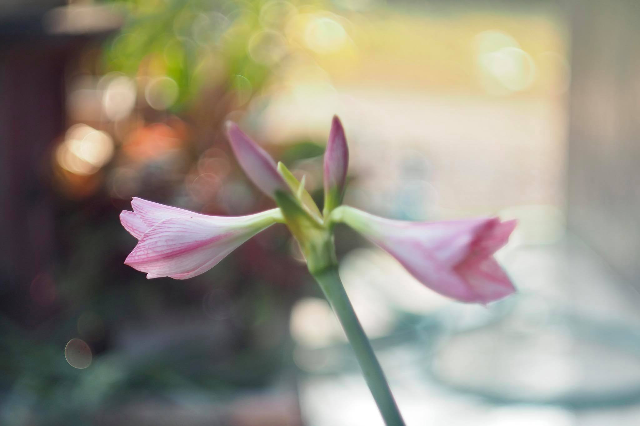 HELIOS-44-2 58MM.F2 M42 MOUNT