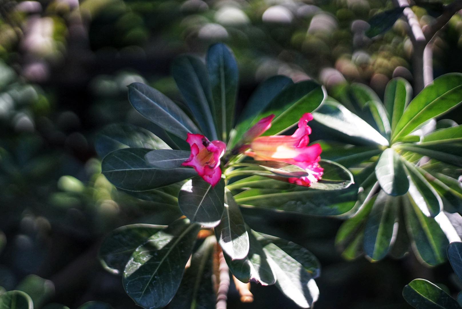 OLYMPUS OM-SYSTEM F.ZUIKO AUTO-S 50MM.F1.8 OM MOUNT