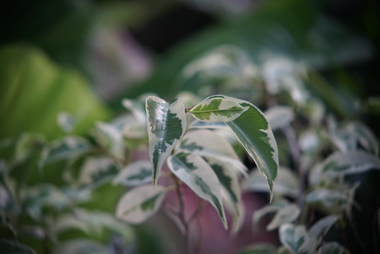 เลนส์ผสม ชุดหน้า KODAK CINE EXTAR LENS 102MM.F2.7 ชุดหลัง TOPCOR 44MM.F2
