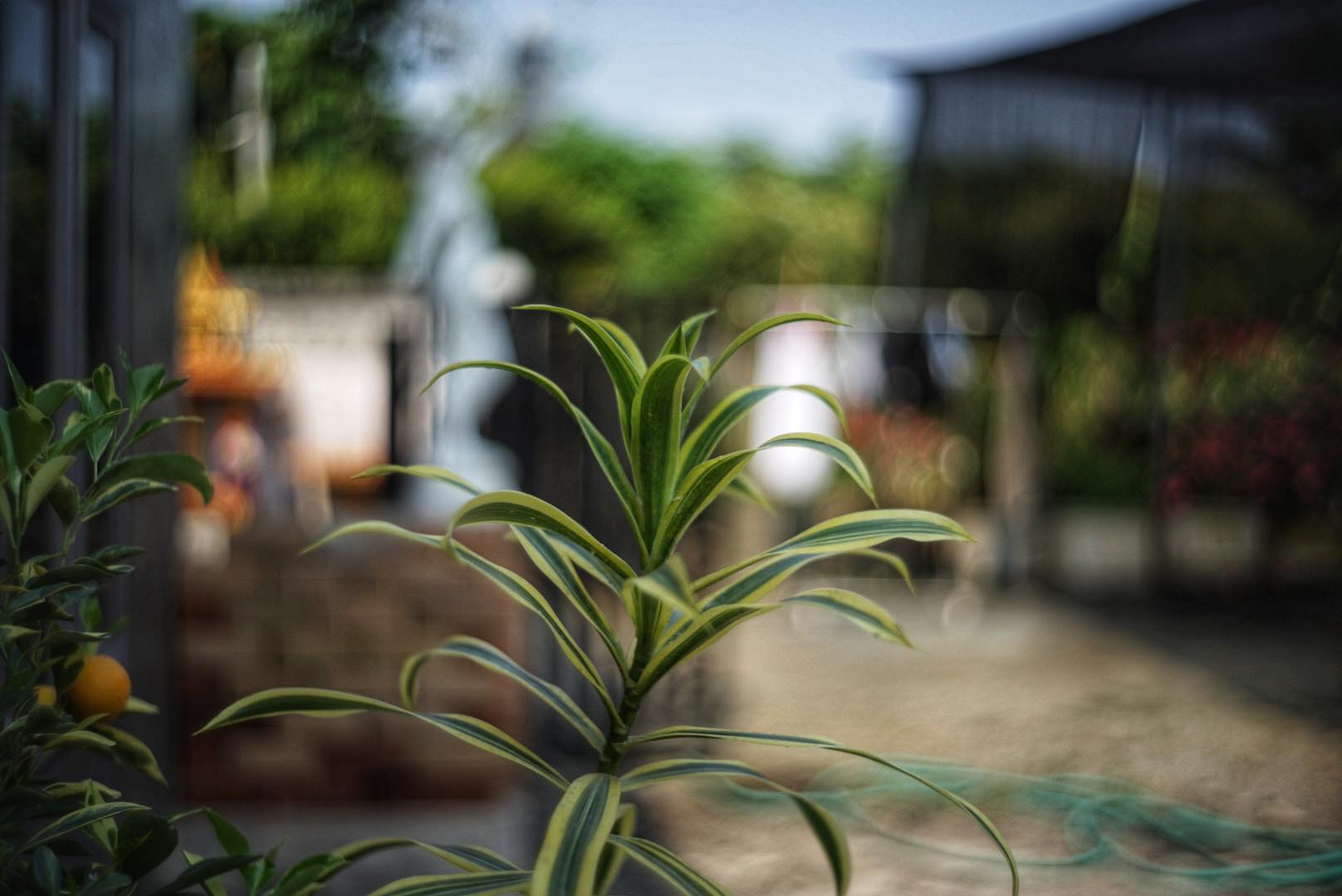 OKAYA OPTIC.HIGHROR 40MM.F1.8 MODIFIED M39 MOUNT - ฟิล์มคาเมร่า