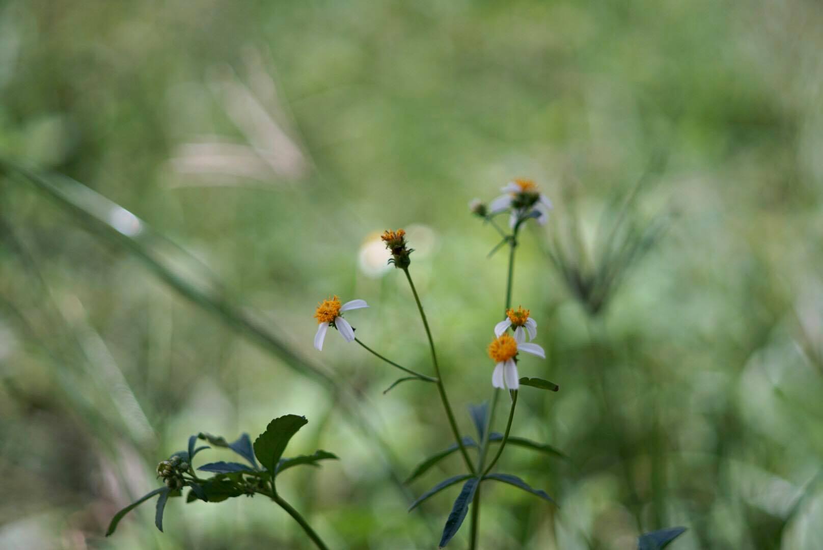 SUPER MULTI COATED TAKUMAR 120MM.F2.8 M42 MOUNT