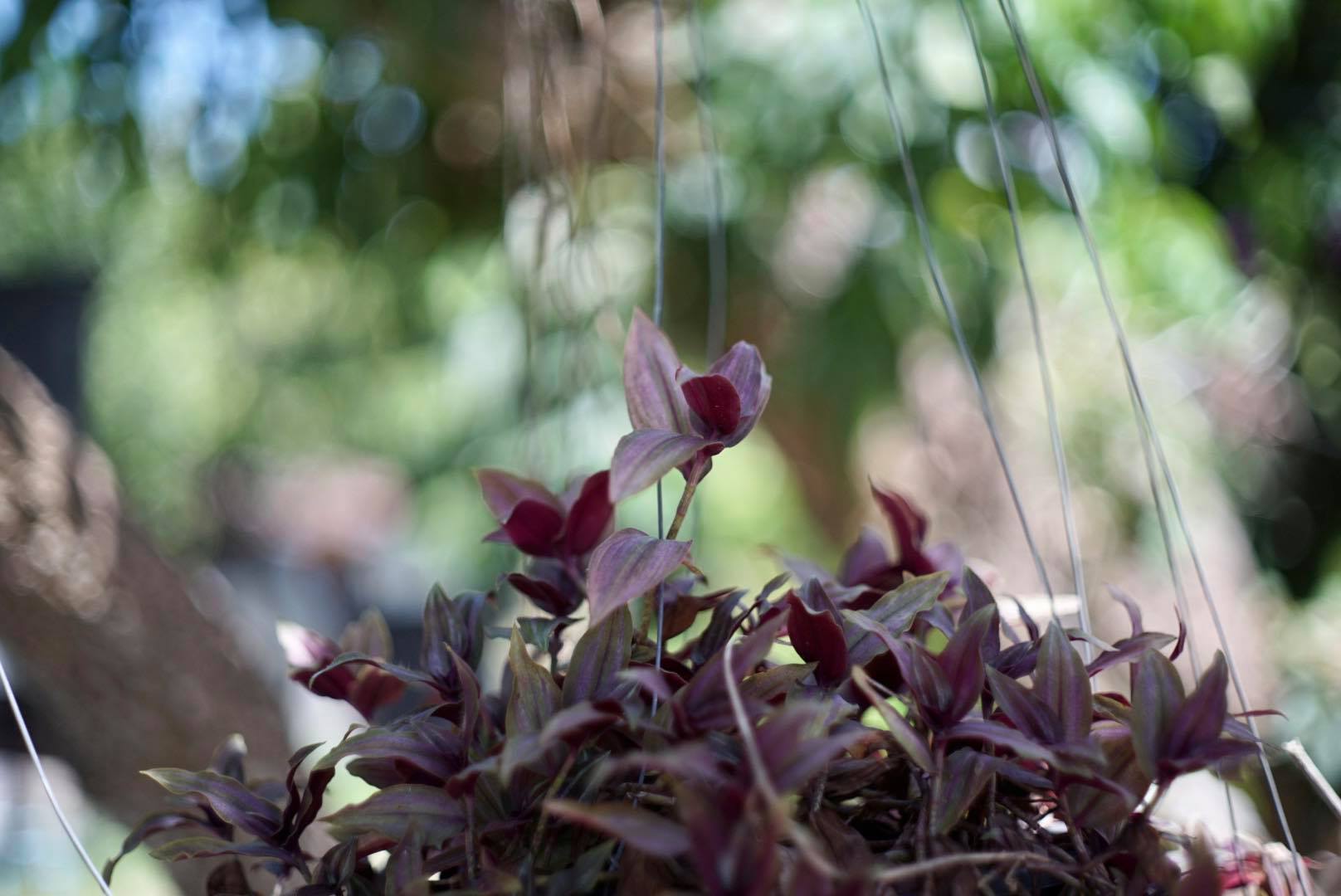 KONISHIROKU HEXANON 52MM.F1.8 KONICA M39 MOUNT