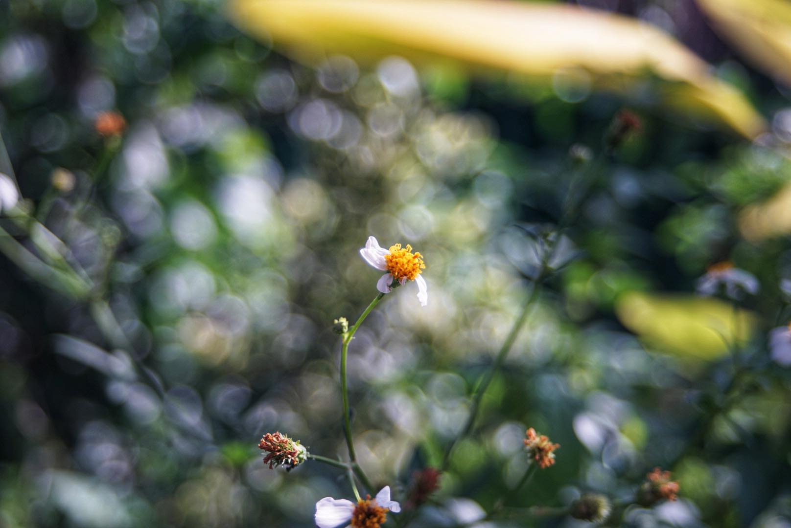 SMC PENTAX-A ZOOM 35-70MM.F4 PK MOUNT