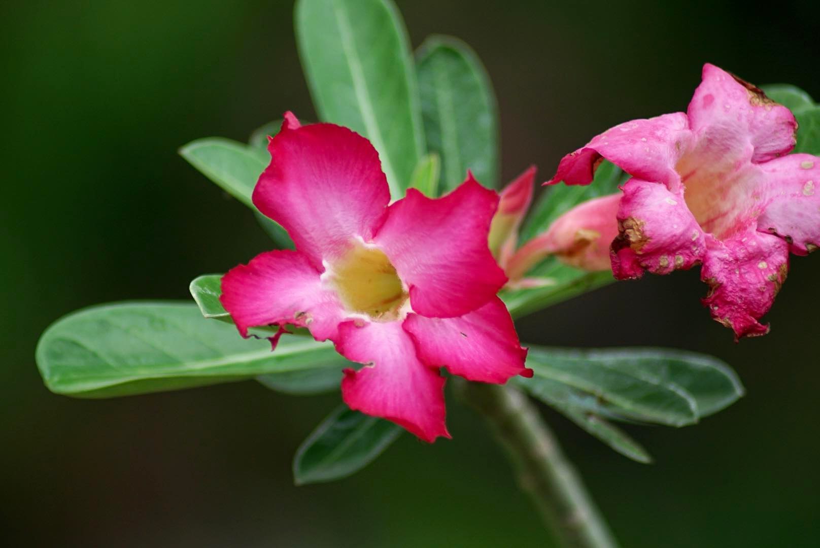 MINOLTA AF ZOOM 75-300MM.F4.5(32)-5.6(D) MA MOUNT