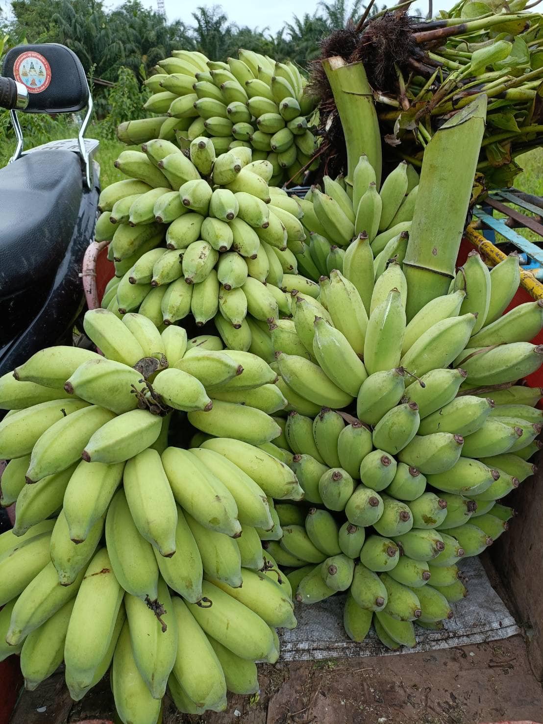 กล้วยน้ำว้าดิบผงวิตามินซีพลัส