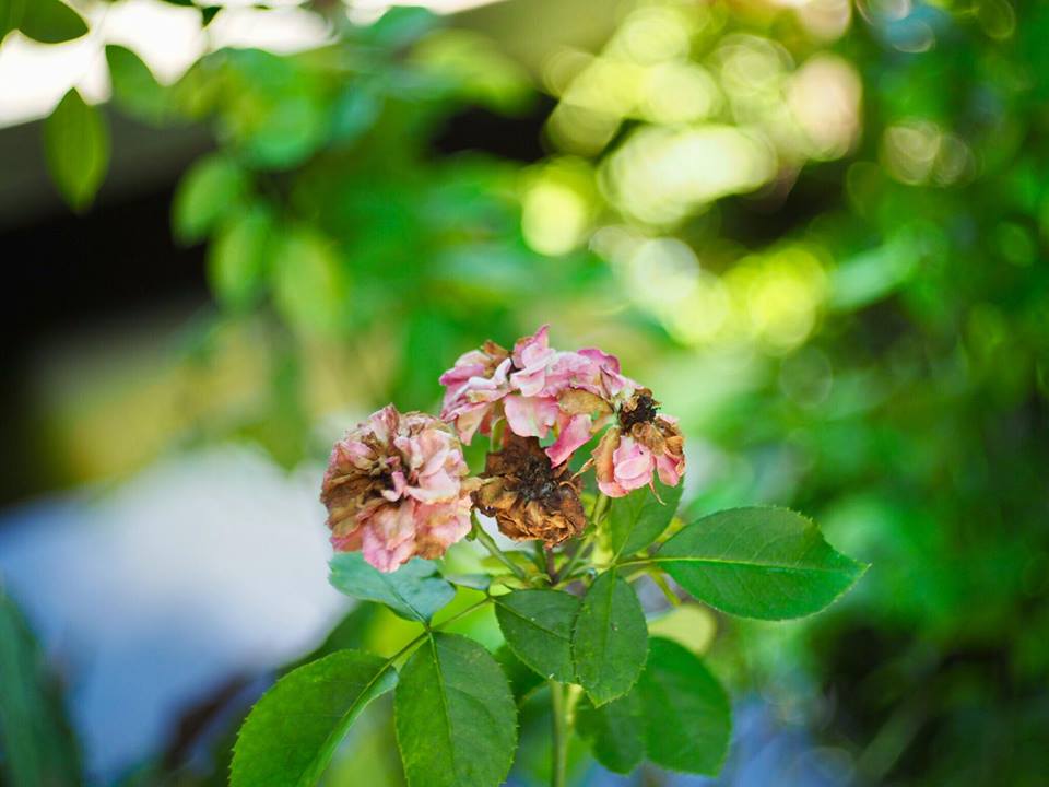 YASHICA YASHINON 45MM. F1.8 MODIFLY M4/3