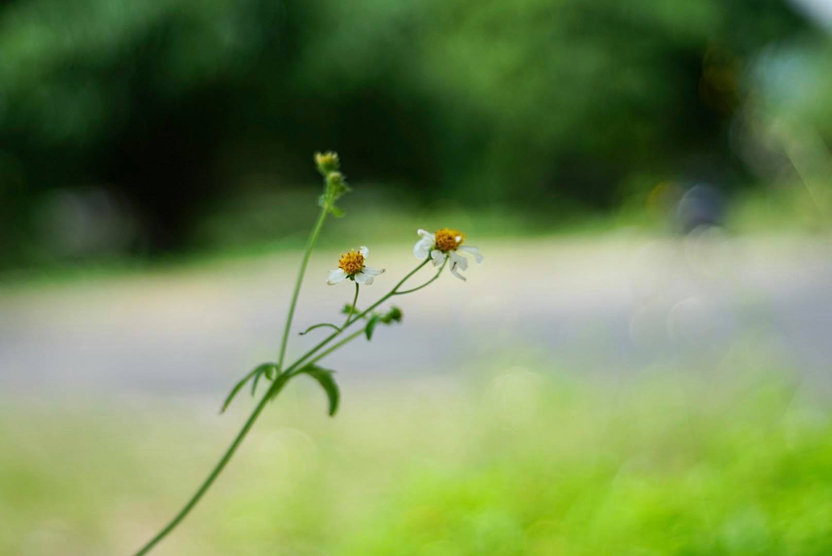 AUTO-TAKUMAR 55MM.F2 M42 MOUNT