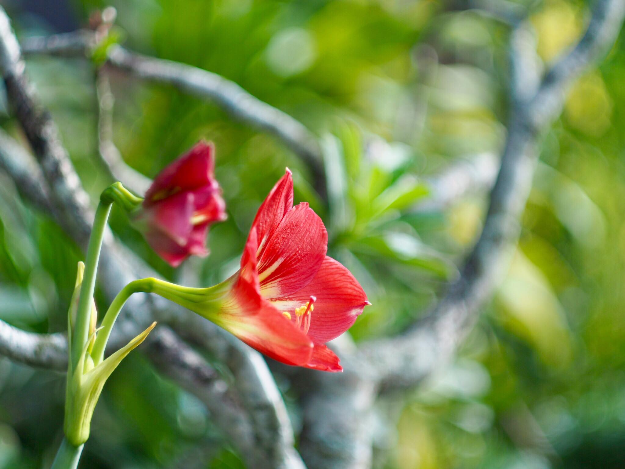 HELIOS-44M-4 58MM.F2 M42 MOUNT