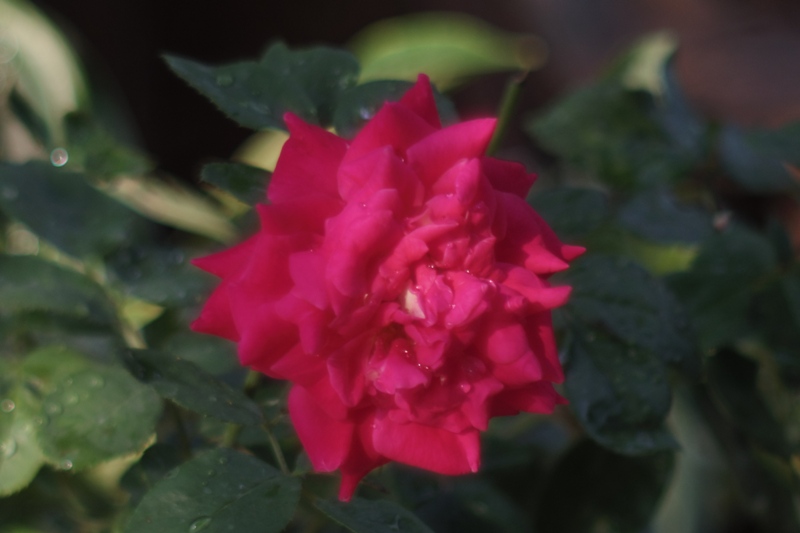 PENTACON PRAKTICA MC 50MM.F1.8 EOS MOUNT