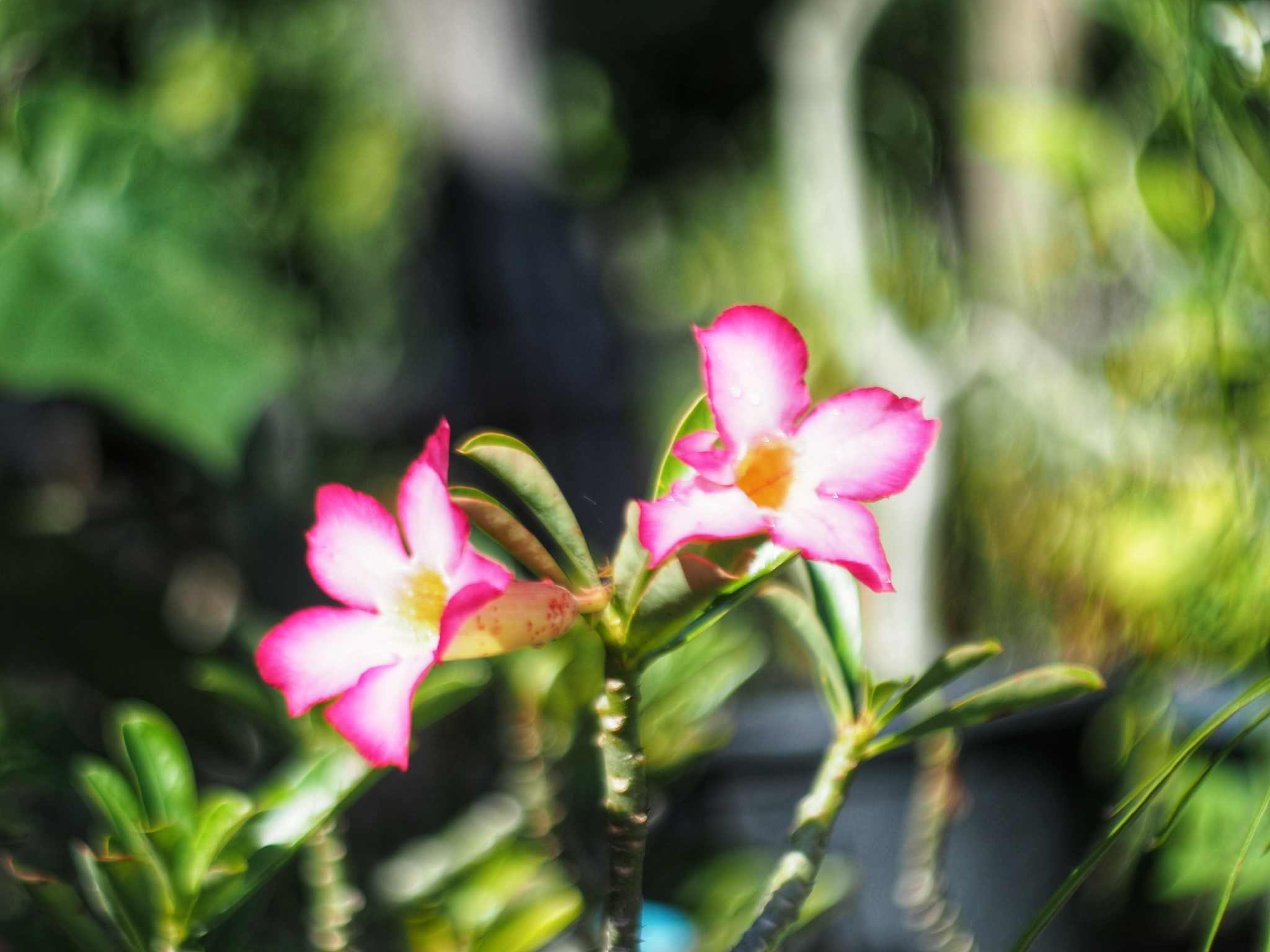 YASHICA ML 50MM.F2 CY MOUNT