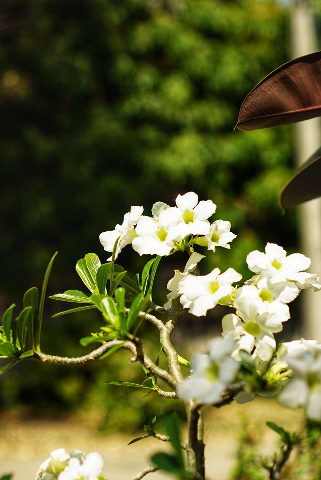 SMC TAKUMAR 55MM.F1.8 M42 MOUNT