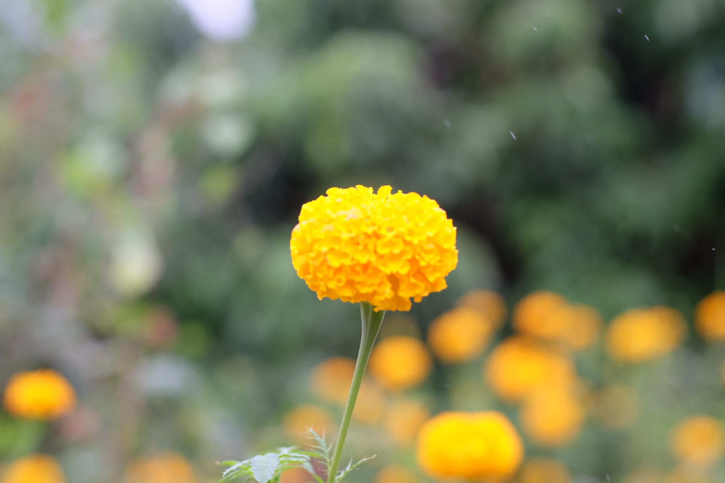 NIKON AF NIKKOR 50MM.F1.4D AIS MOUNT