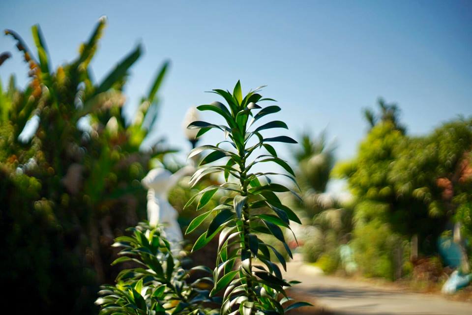 PENTACON AUTO 50MM.F1.8 MULTI COATING