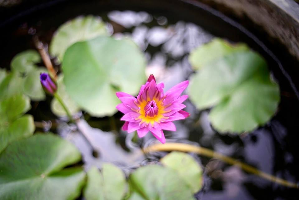 PENTACON AUTO 29MM.F2.8 MC M42 MOUNT