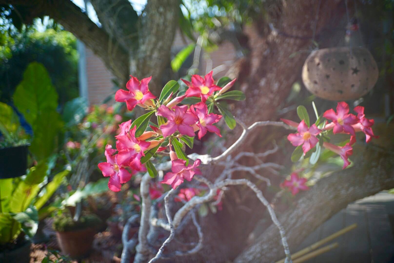 YASHICA YASHINON-DX 40MM.F2.8 E MOUNT