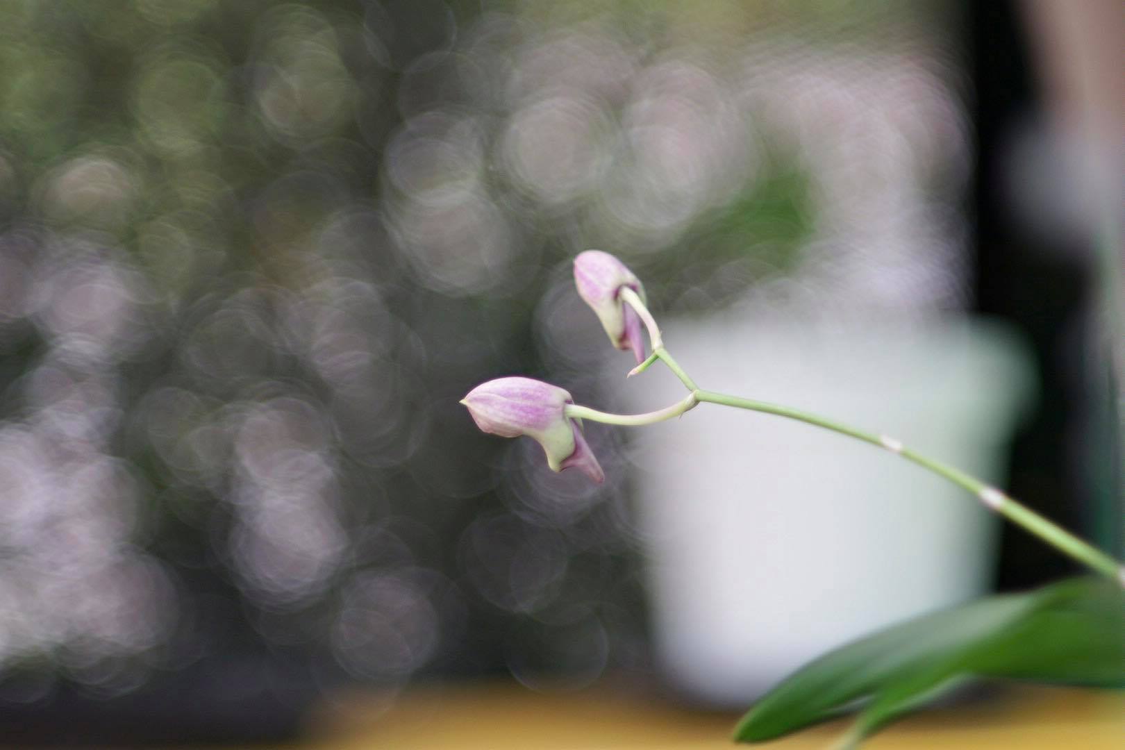 TAKUMAR 105MM.F2.8 M42 MOUNT