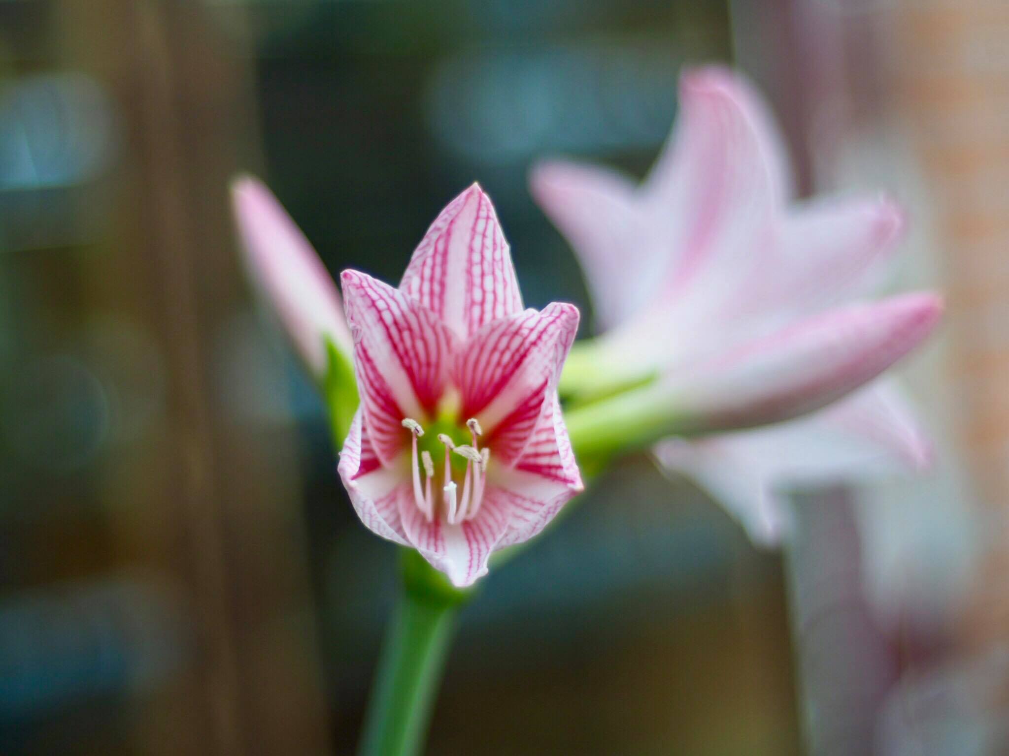NIKON SERIES E LENS 50MM.F1.8 NIKON AIS MOUNT
