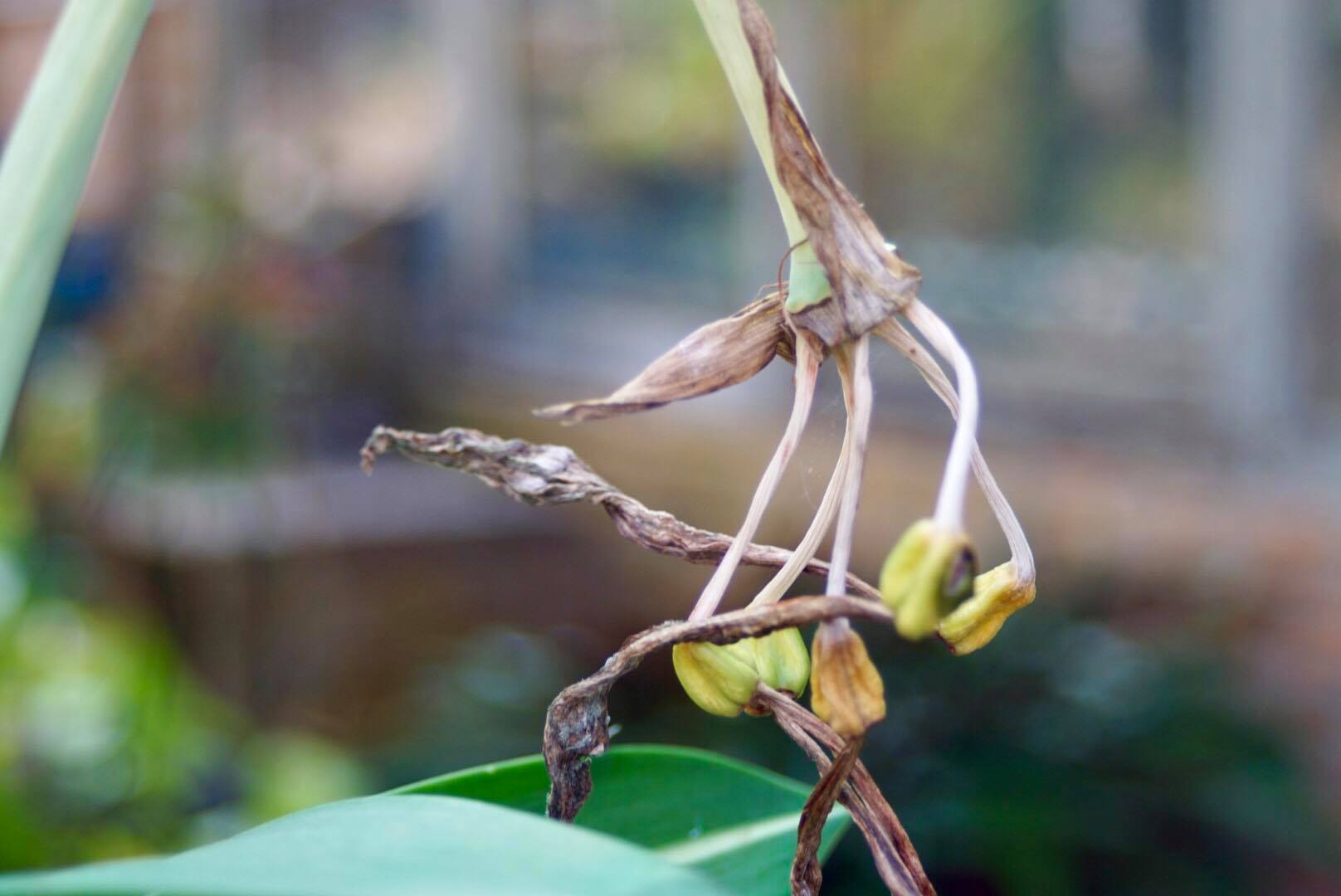 ﻿CANON ZOOM LENS FD 35-70MM.F3.5-4.5 MACRO FD MOUNT