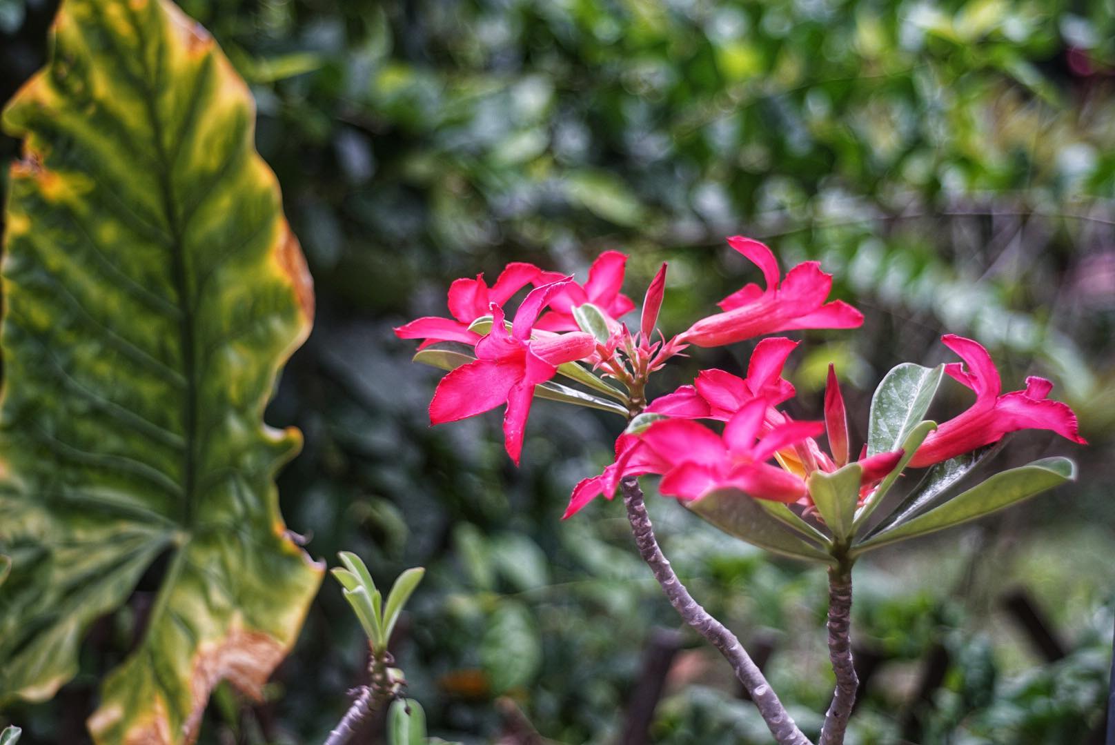 OLYMPUS E.ZUIKO 45MM.F2.8 MODIFIED M39 MOUNT(No Coulping)