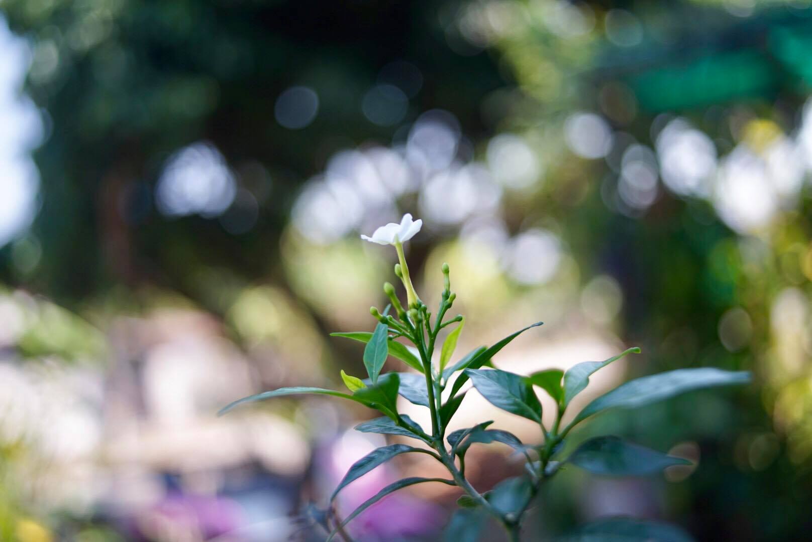 NIKON NIKKOR 35MM.F2.8 AI MOUNT