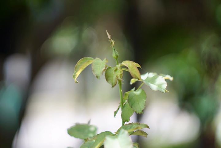 MINOLTA AUTO ROKKOR PF 58MM. F1.4 MD MOUNT